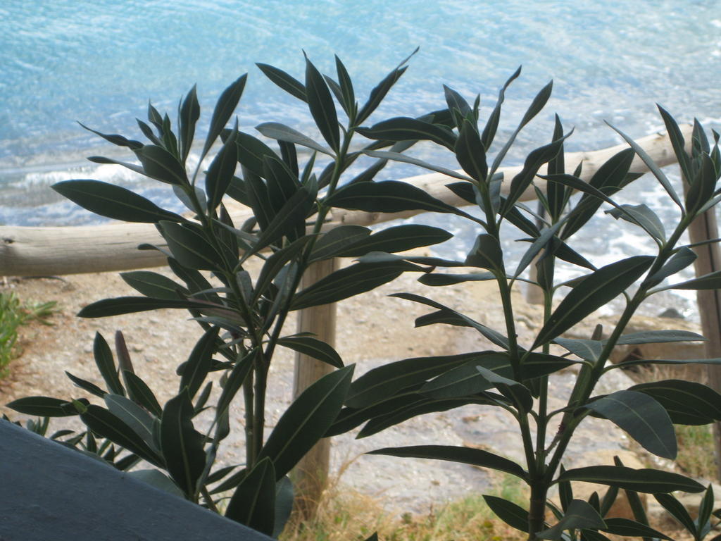 Káto Zákros Coral Front Beach מראה חיצוני תמונה